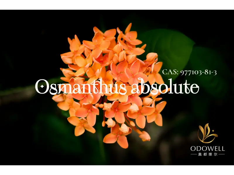 Osmanthus Absolute – ODOWELLs naturliga signatur för eleganta orientaliska blommor
